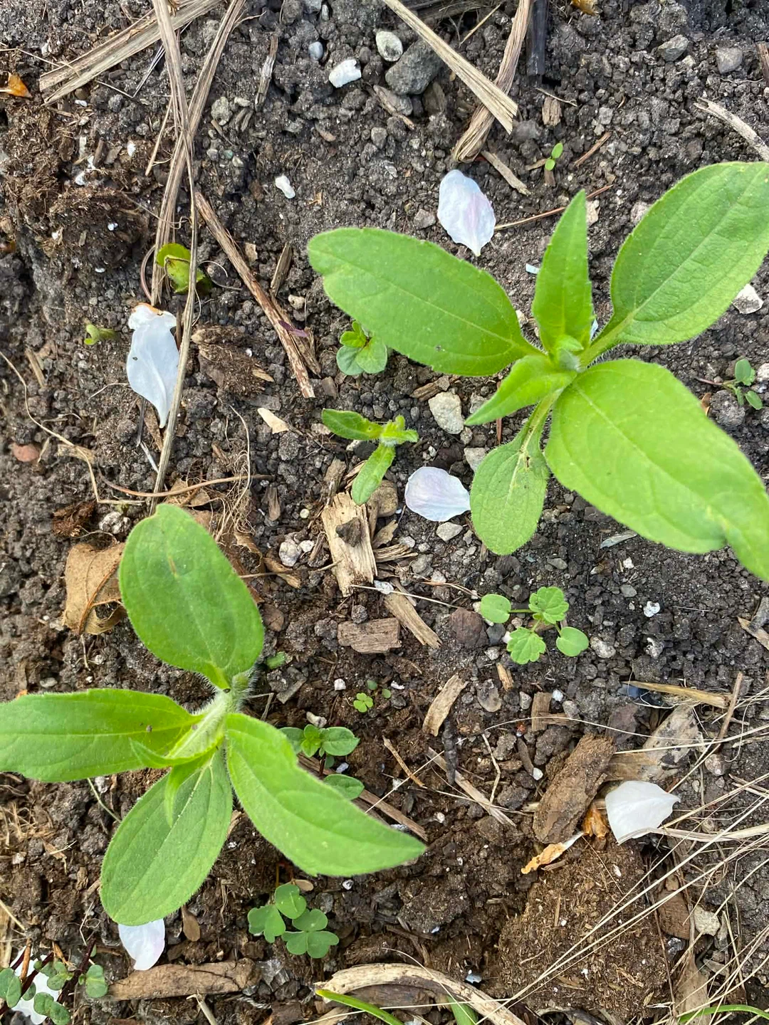 Sunchoke plant - photo 2