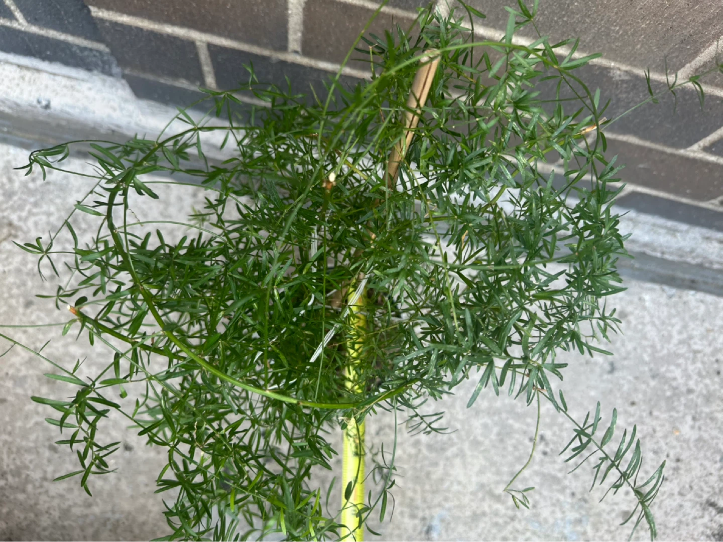 Asparagus Fern Plant in White 6 in Ceramic Pot - photo 4