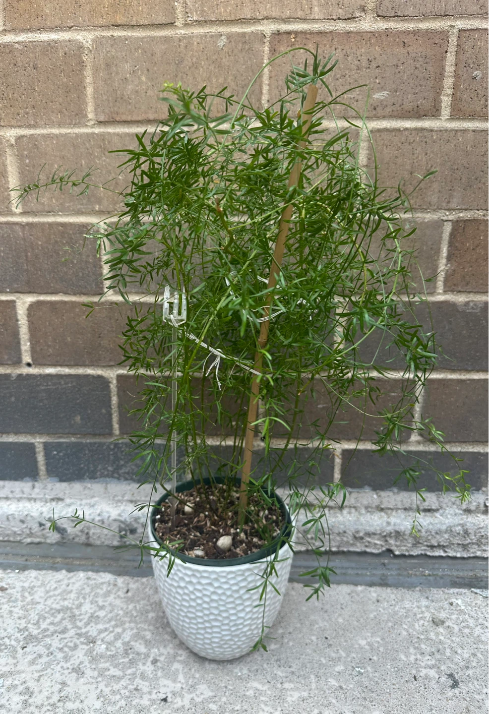 Asparagus Fern Plant in White 6 in Ceramic Pot
