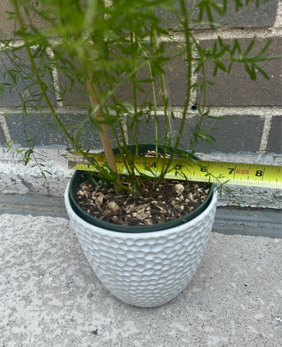 Asparagus Fern Plant in White 6 in Ceramic Pot - photo 5
