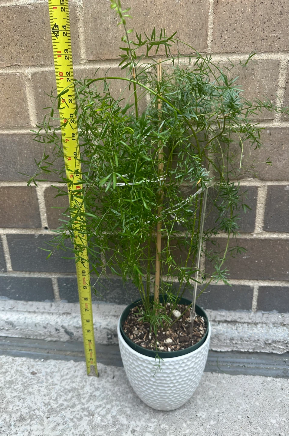 Asparagus Fern Plant in White 6 in Ceramic Pot - photo 3