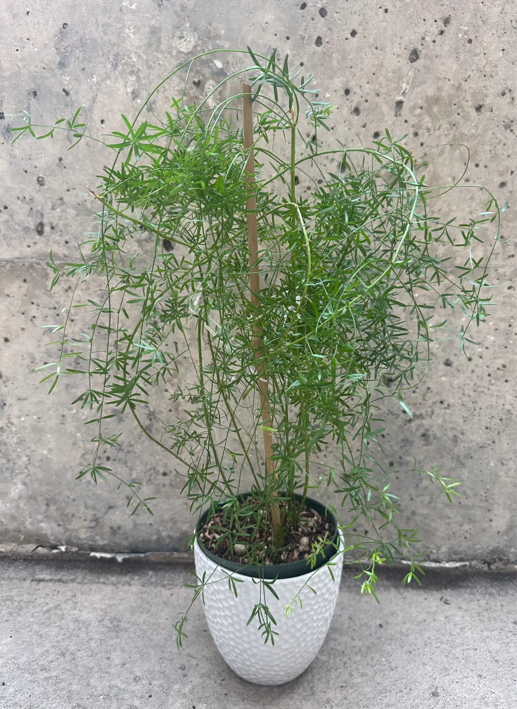 Asparagus Fern Plant in White 6 in Ceramic Pot - photo 2