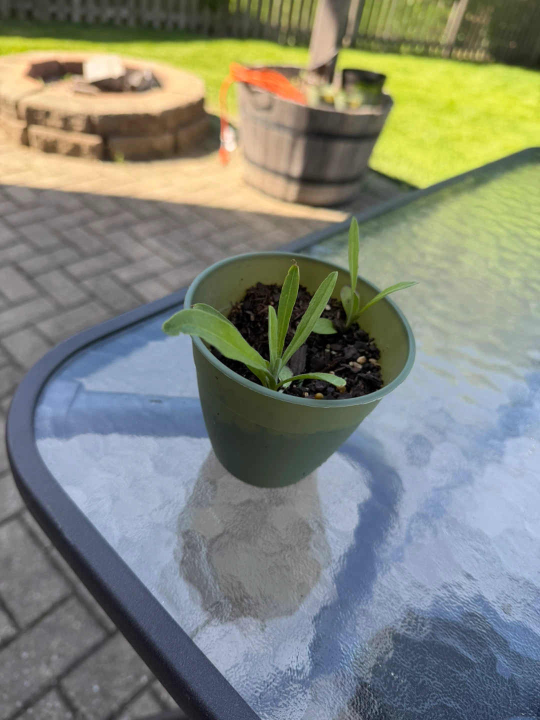 Young Plants in Green Pot
