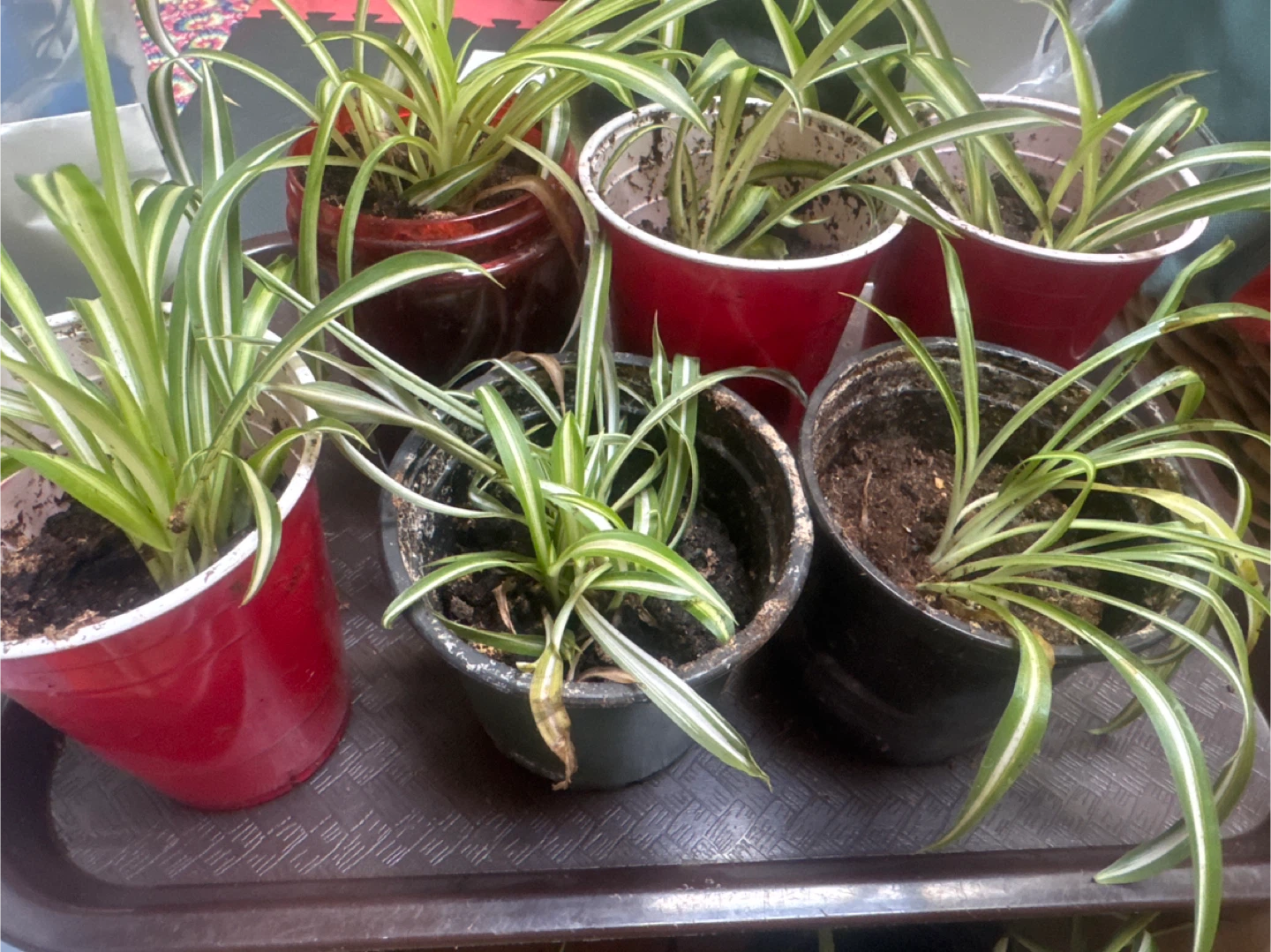 Spider Plants (Chlorophytum comosum) in Pots