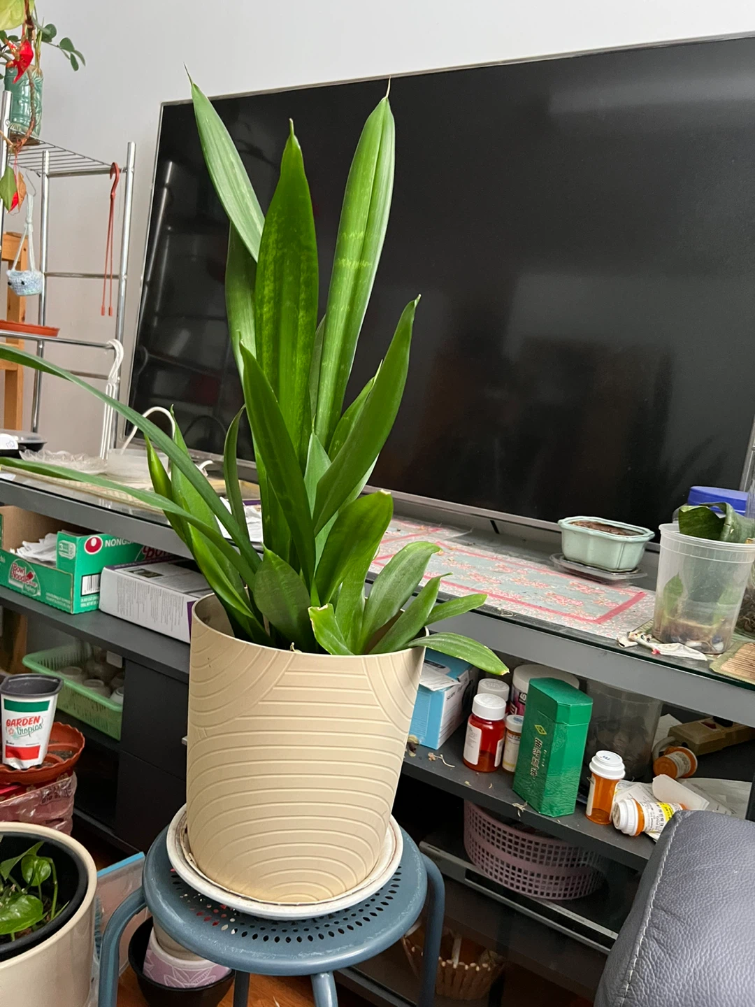 Snake Plant in Decorative Pot - photo 5
