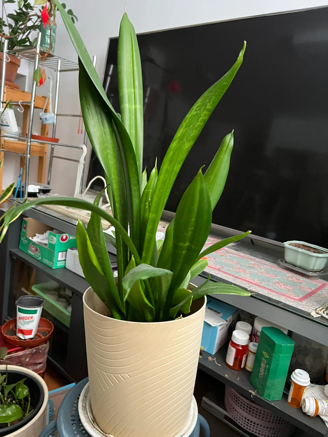 Snake Plant in Decorative Pot