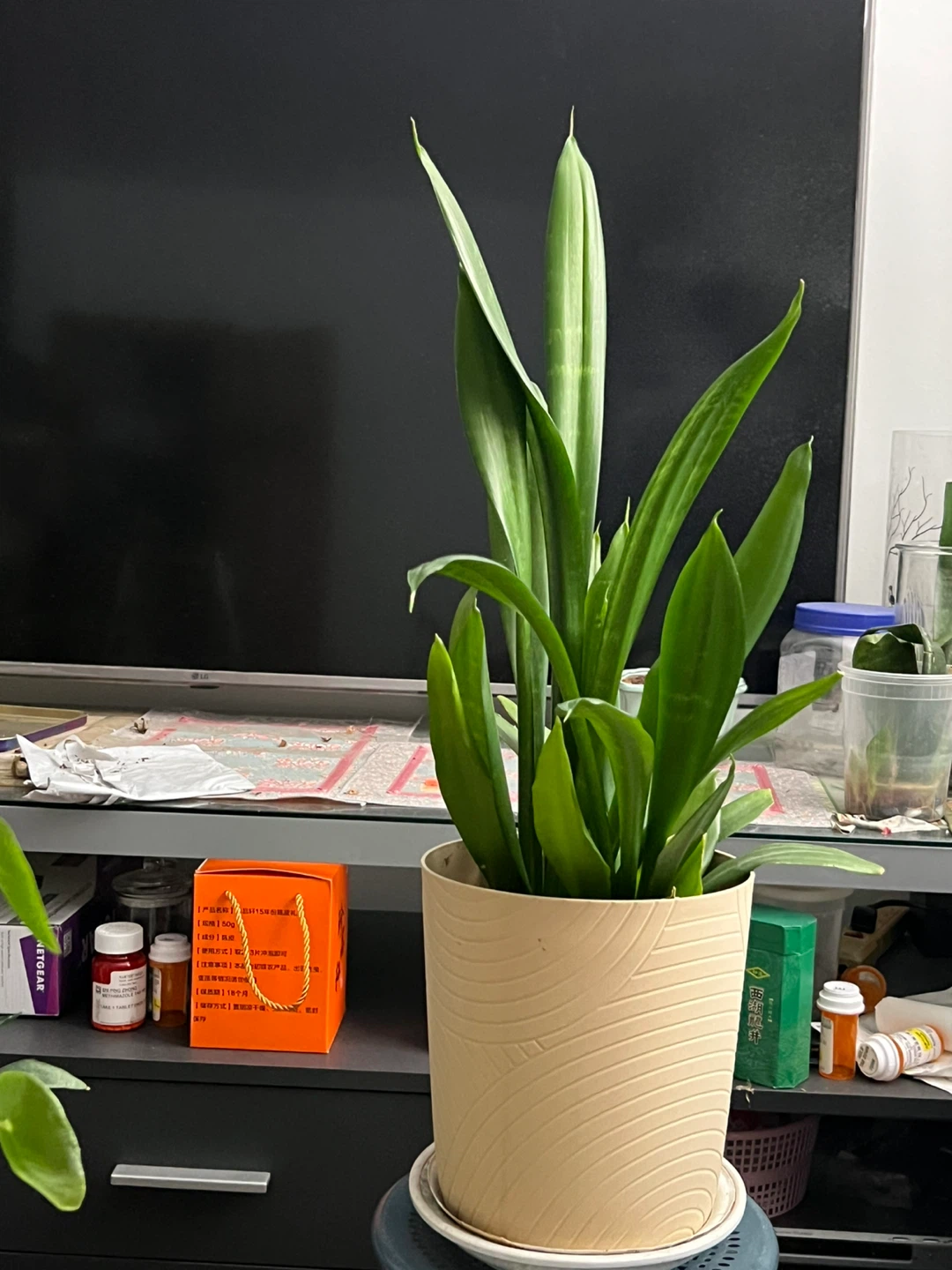 Snake Plant in Decorative Pot - photo 4
