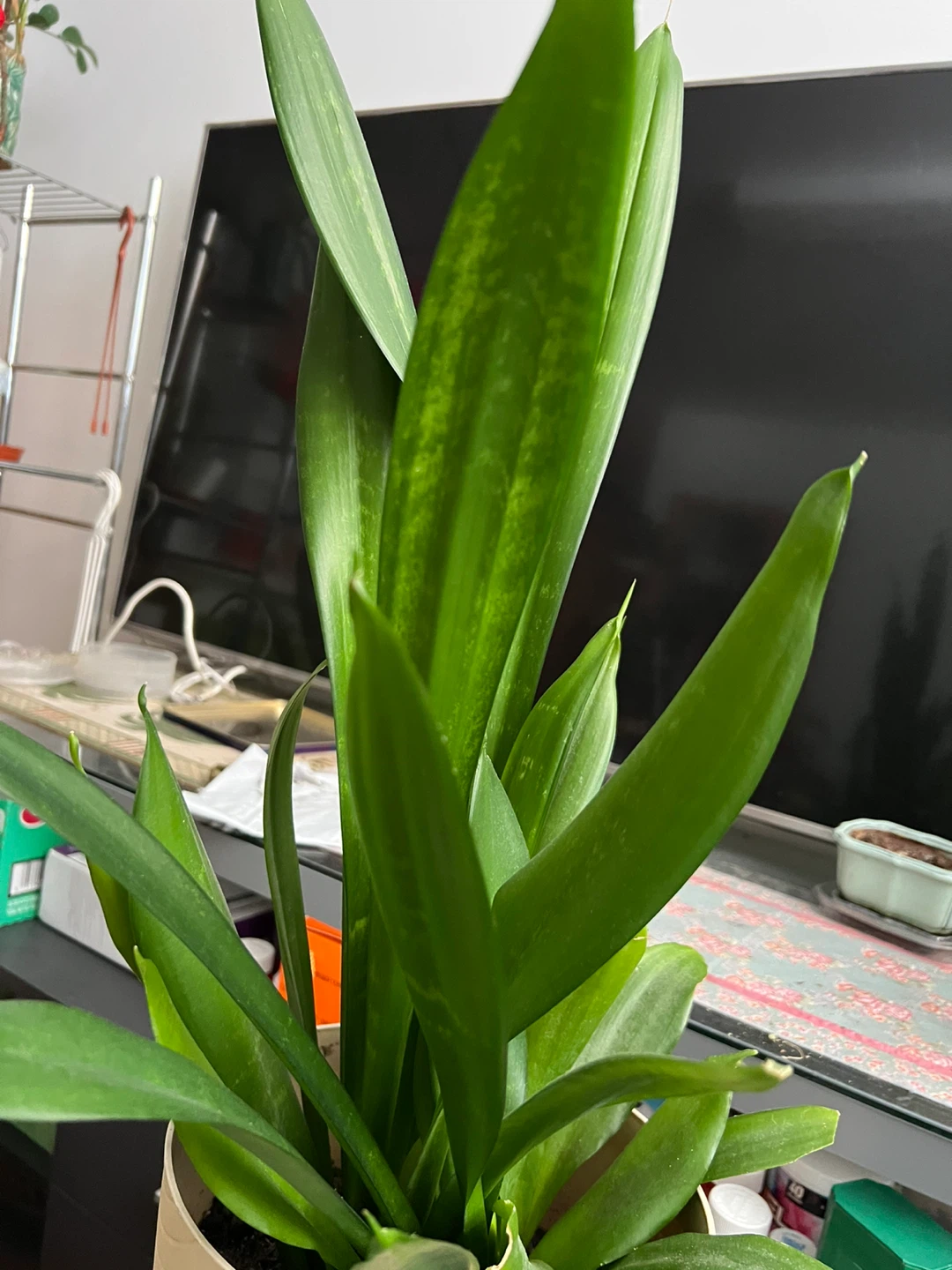 Snake Plant in Decorative Pot - photo 2