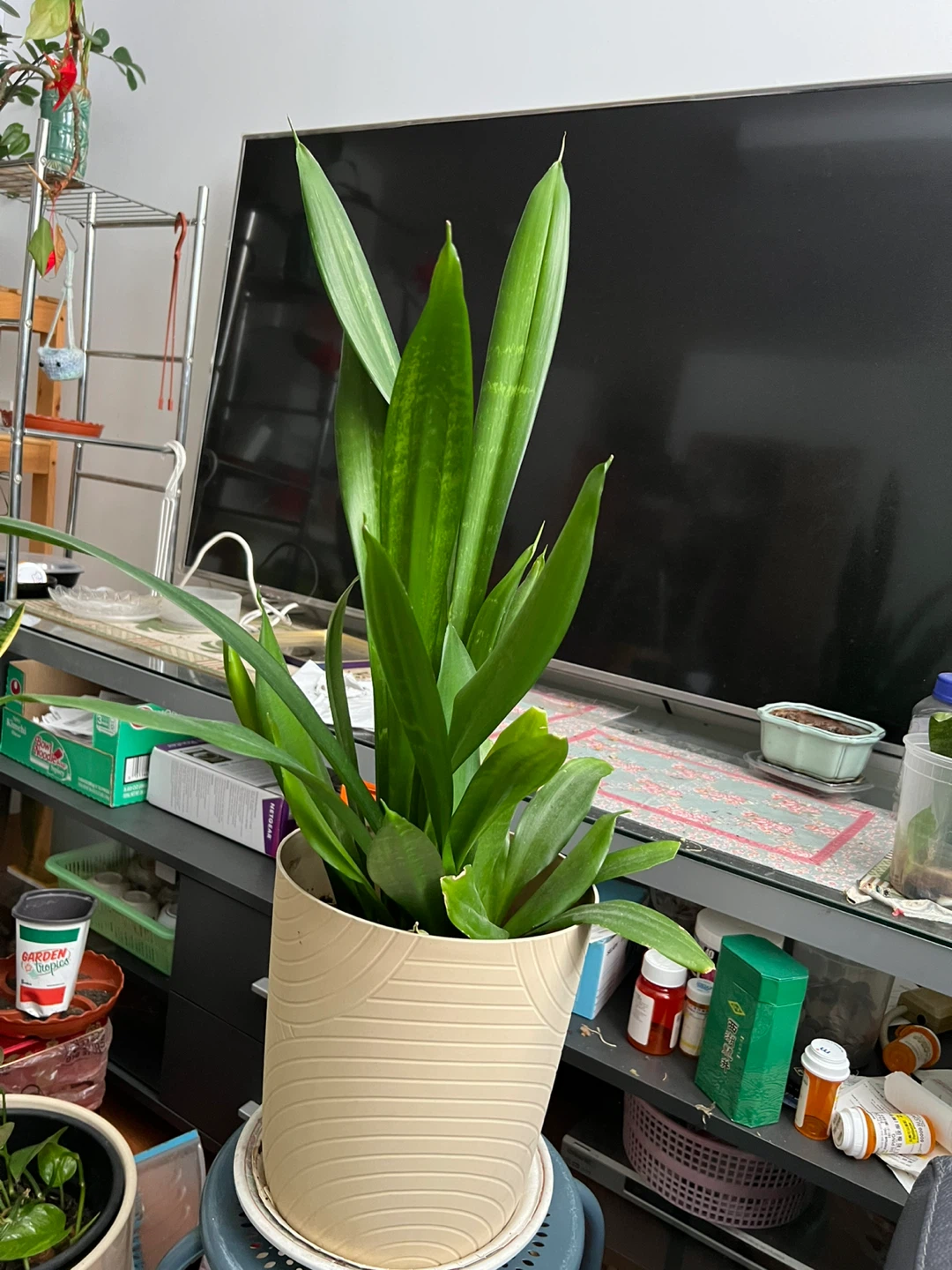 Snake Plant in Decorative Pot - photo 3