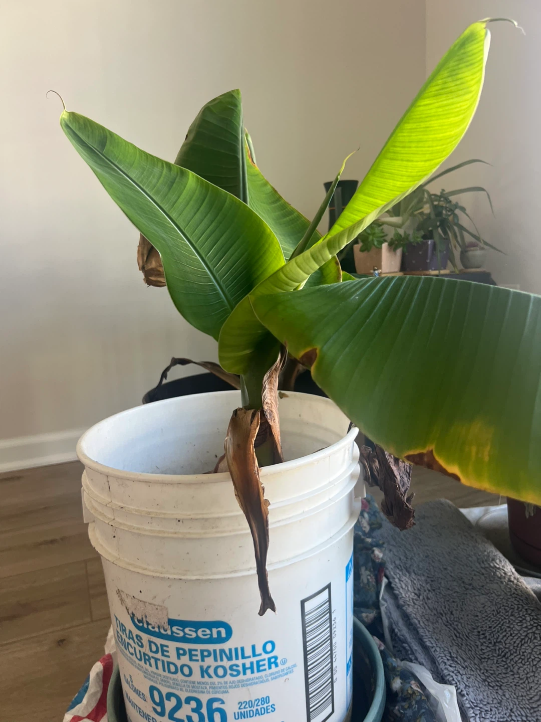 Banana Plant in Recycled Bucket