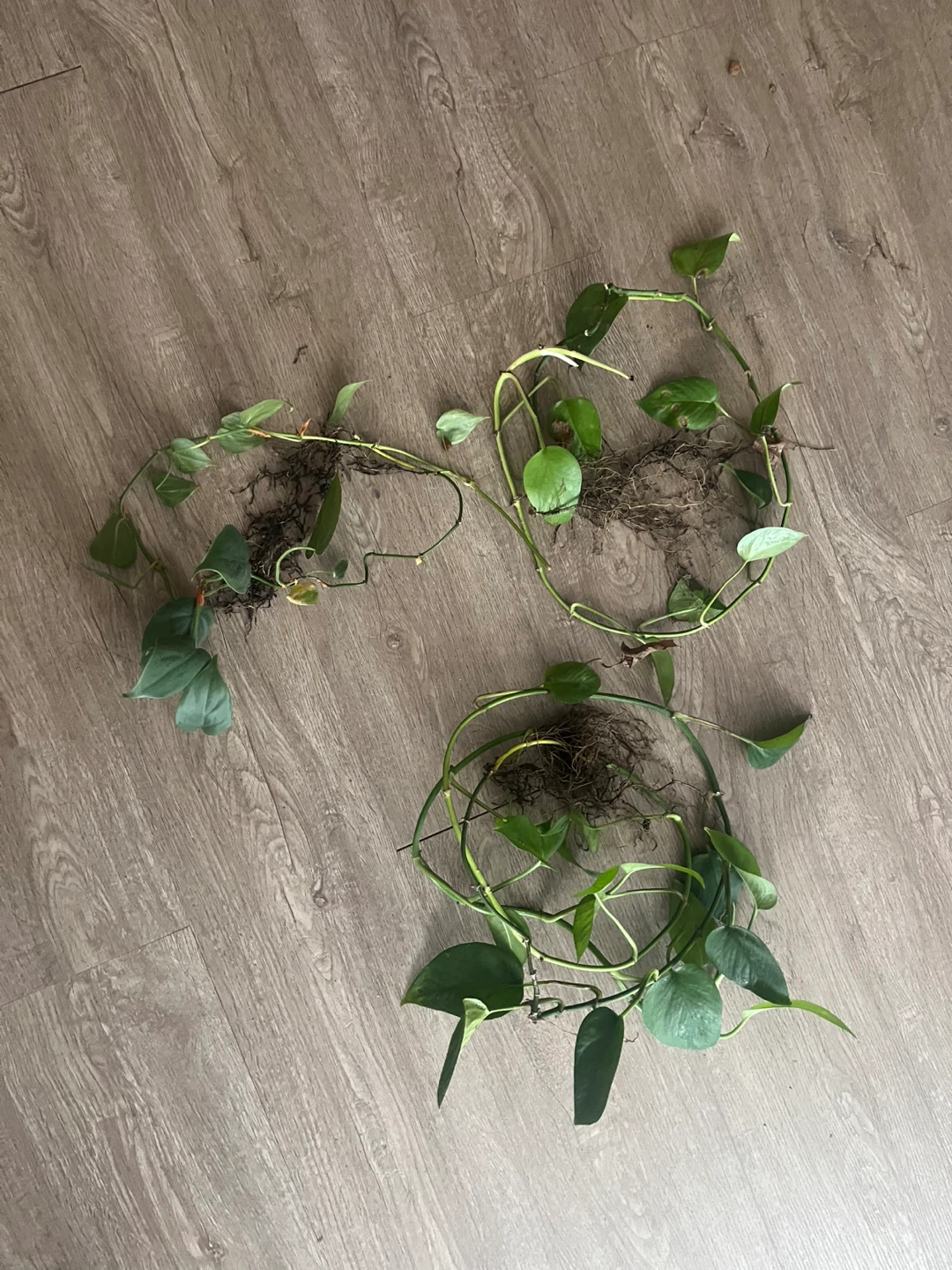 Pothos plant cuttings with roots