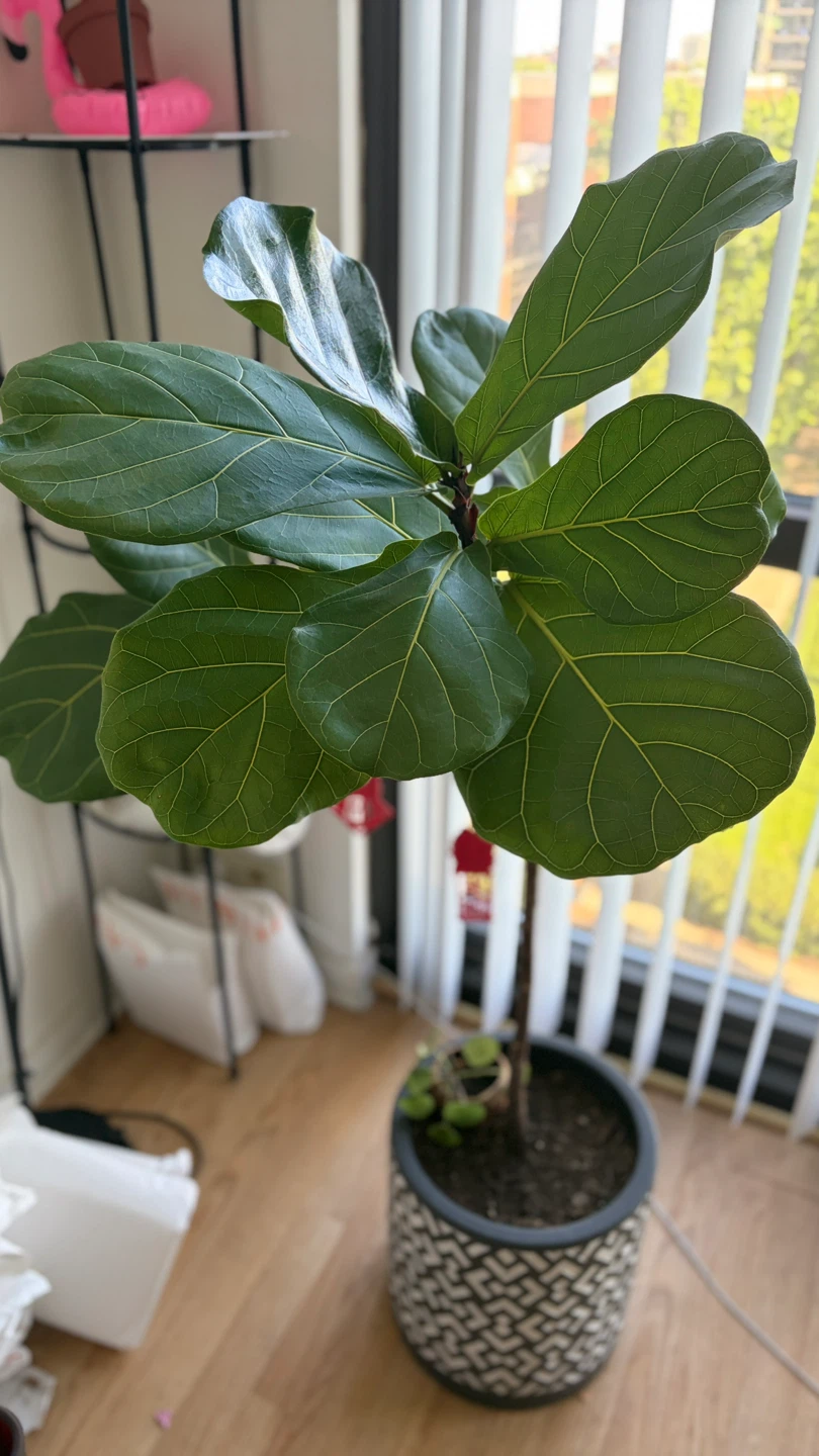 Fiddle Leaf Fig Plant in Decorative Pot 130cm - photo 3