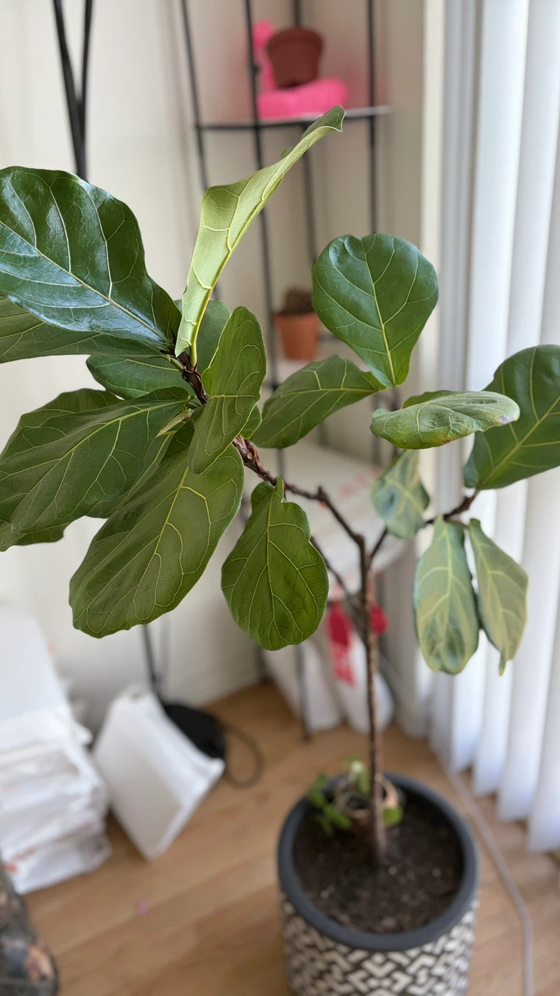Fiddle Leaf Fig Plant in Decorative Pot 130cm - photo 4