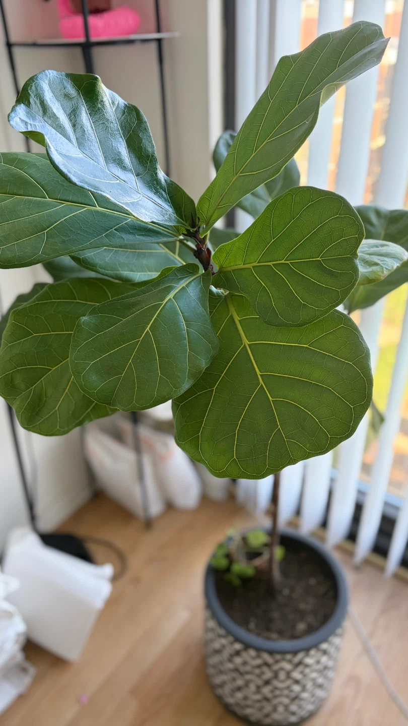 Fiddle Leaf Fig Plant in Decorative Pot 130cm