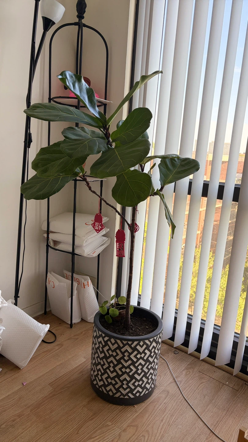 Fiddle Leaf Fig Plant in Decorative Pot 130cm - photo 2