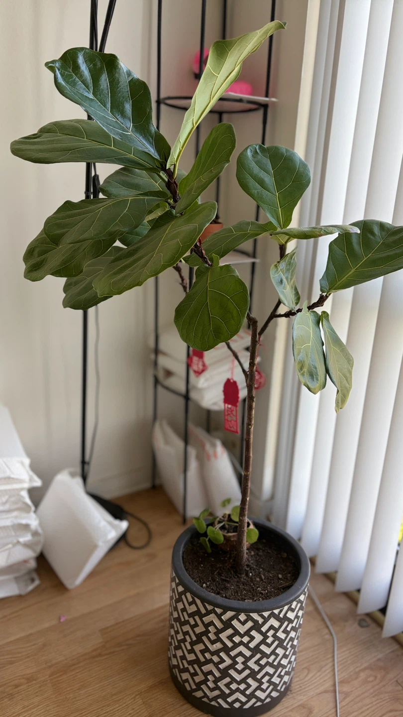 Fiddle Leaf Fig Plant