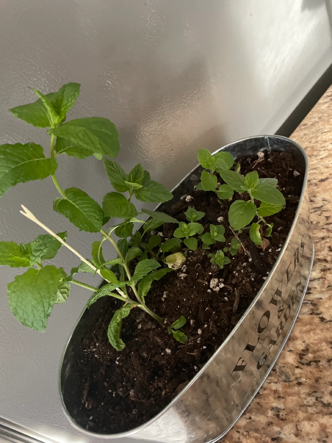 Potted Mint Plant in a pot - photo 3