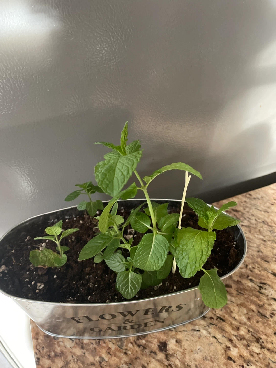 Potted Mint Plant in a pot