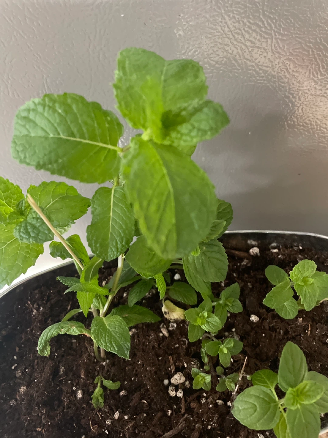 Potted Mint Plant in a pot - photo 4