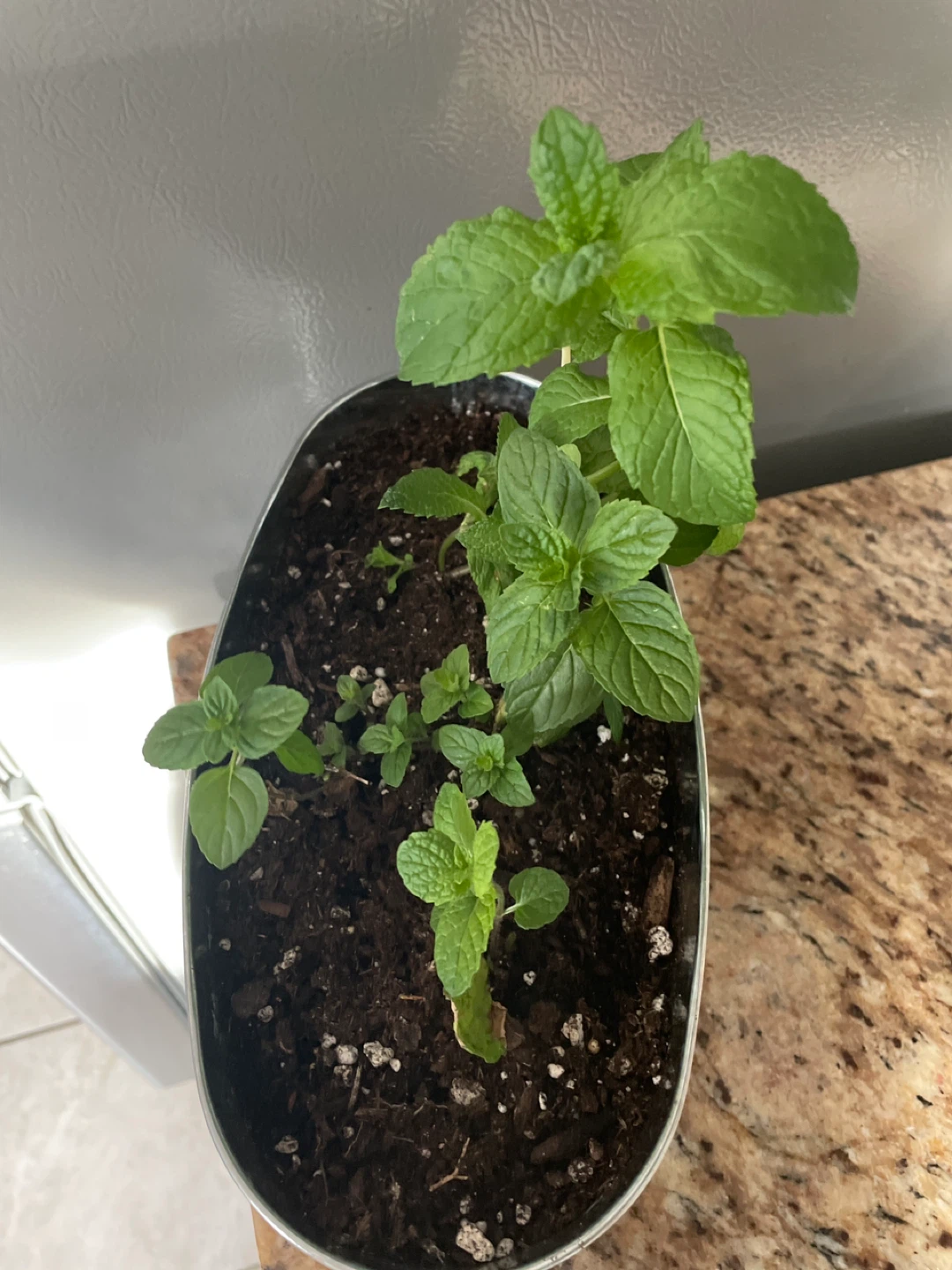 Potted Mint Plant in a pot - photo 2