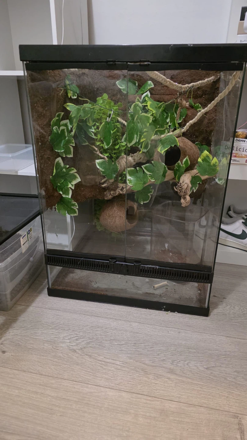 Terrarium with climbing vine and coconut hide