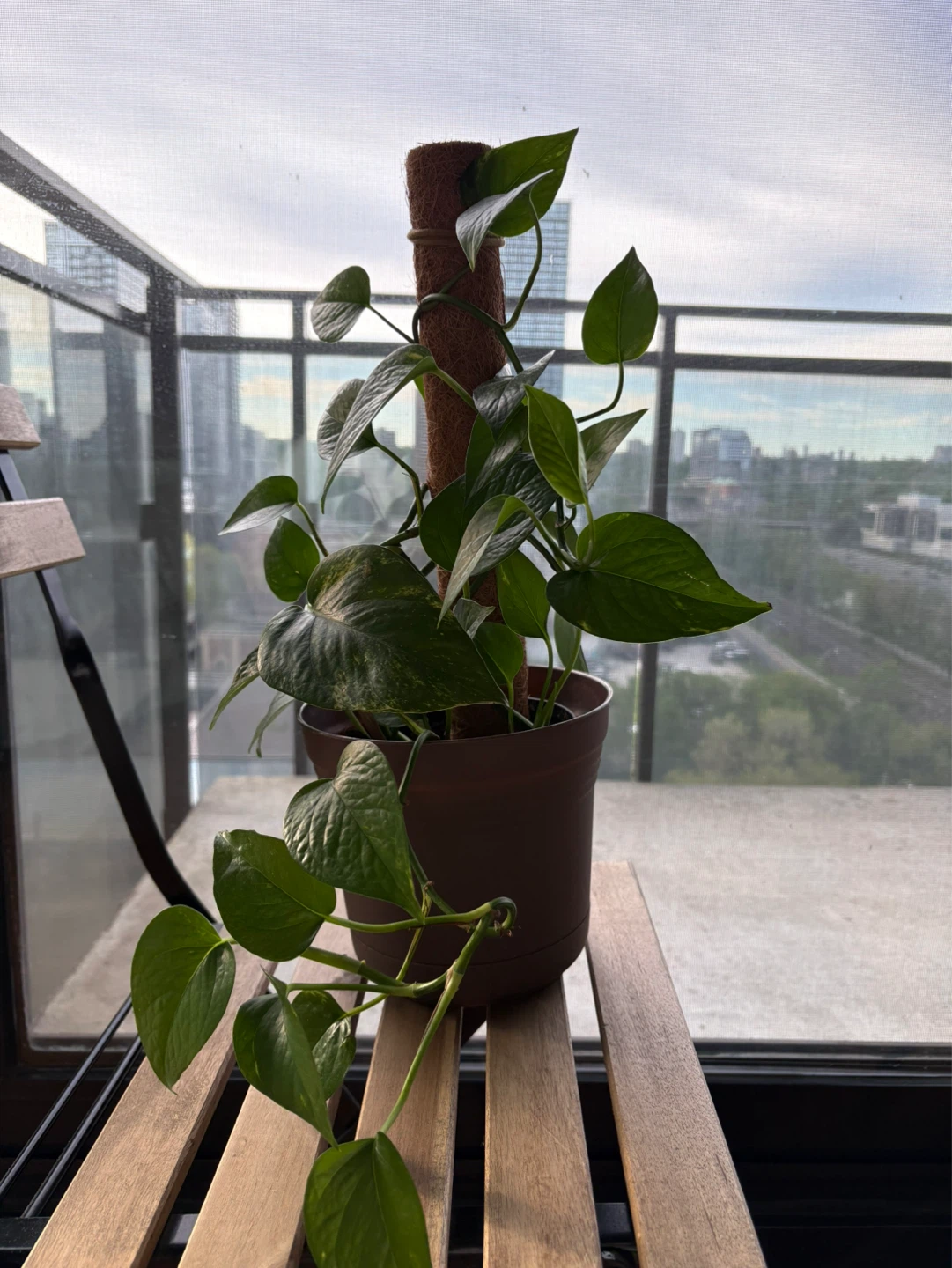 Pothos Plant with Pole and plastic pot