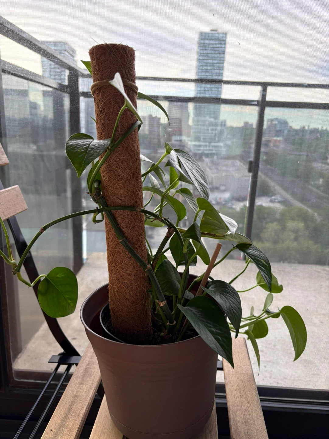 Pothos Plant with Pole and plastic pot - photo 2