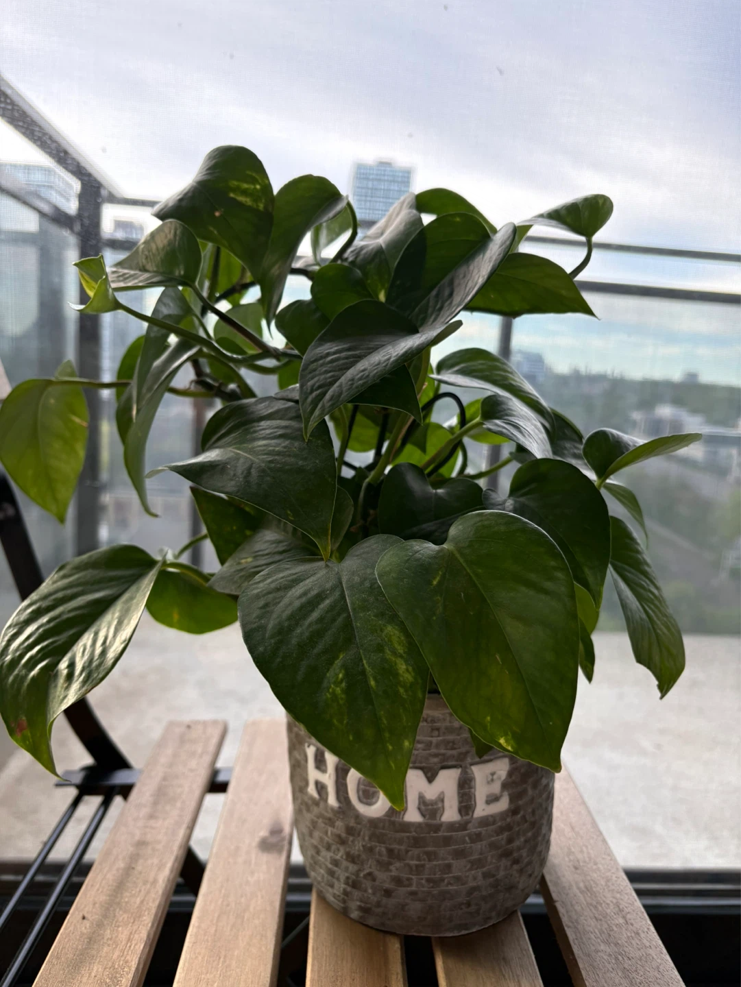 Pothos Plant in 'HOME' Pot
