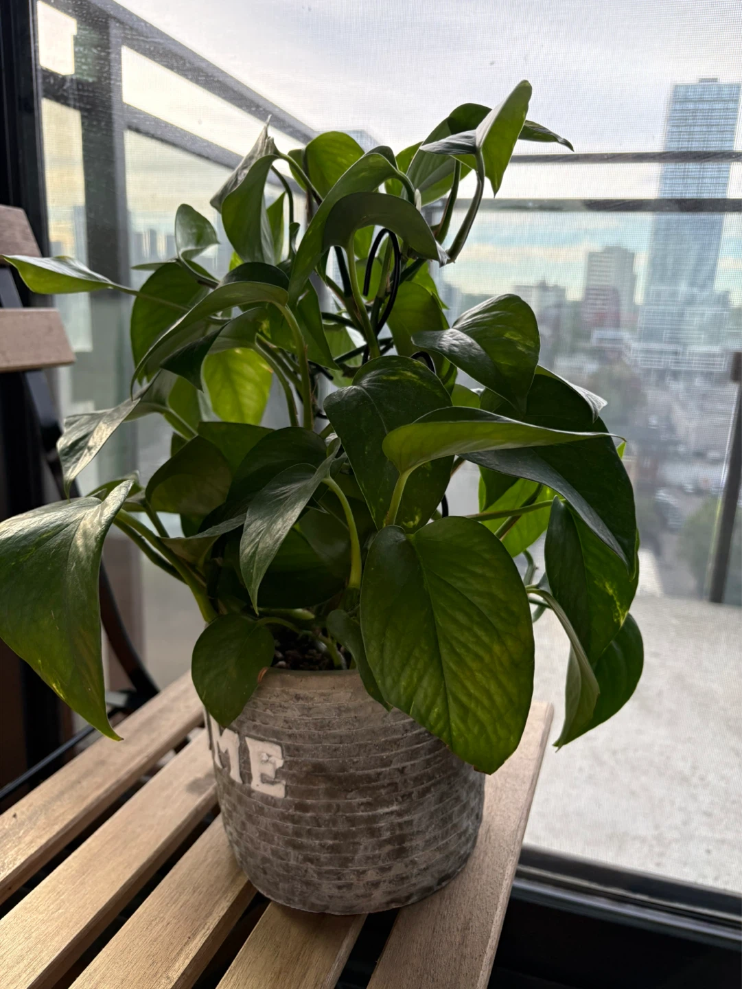 Pothos Plant in 'HOME' Pot - photo 2