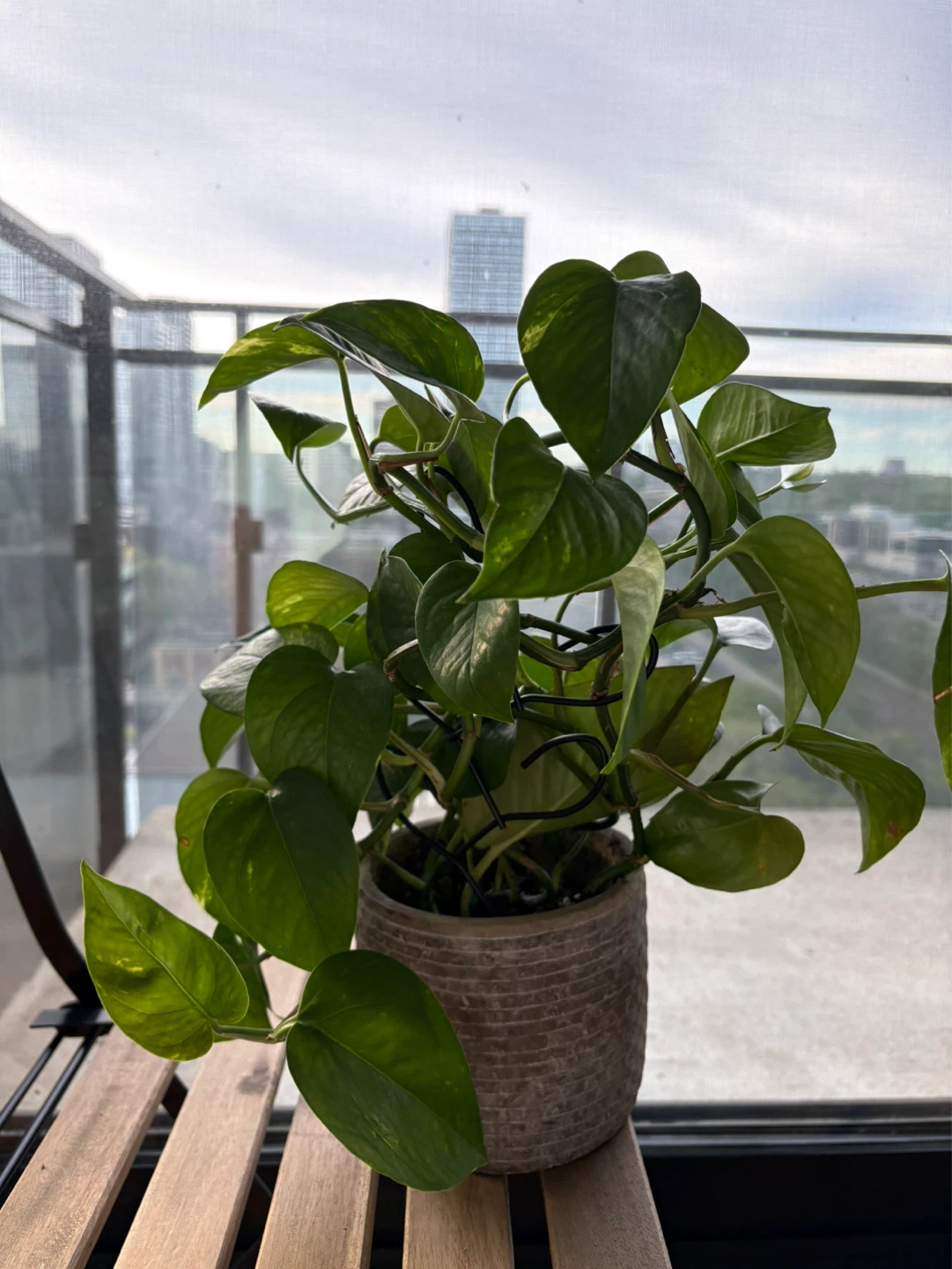 Pothos Plant in 'HOME' Pot - photo 3