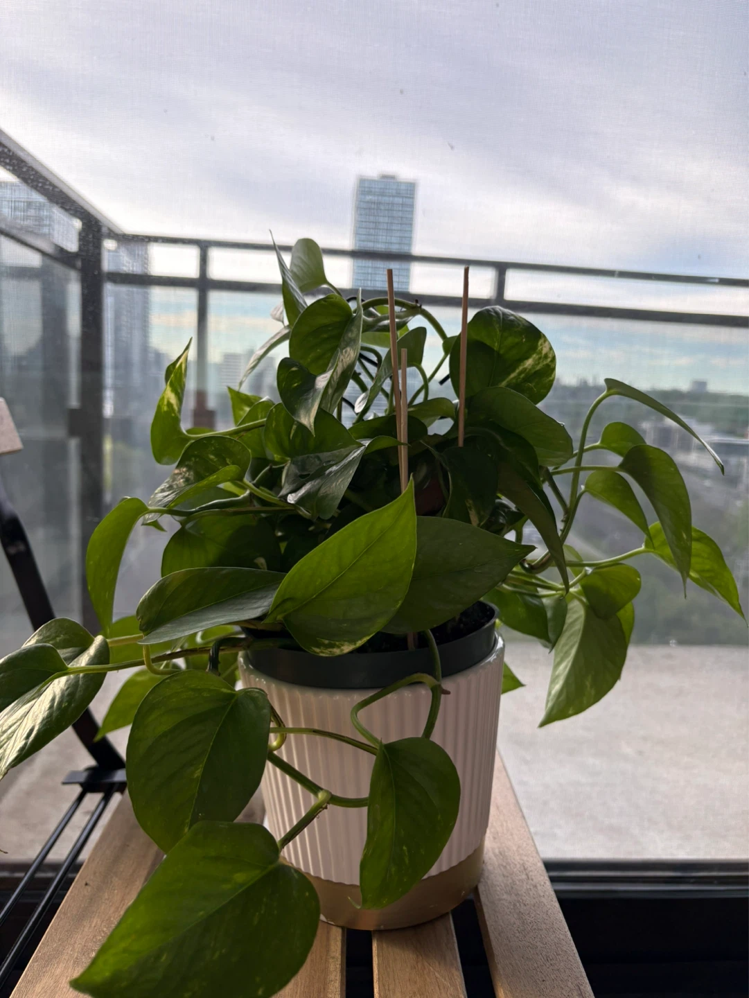 Pothos Plant in White and Gold Pot