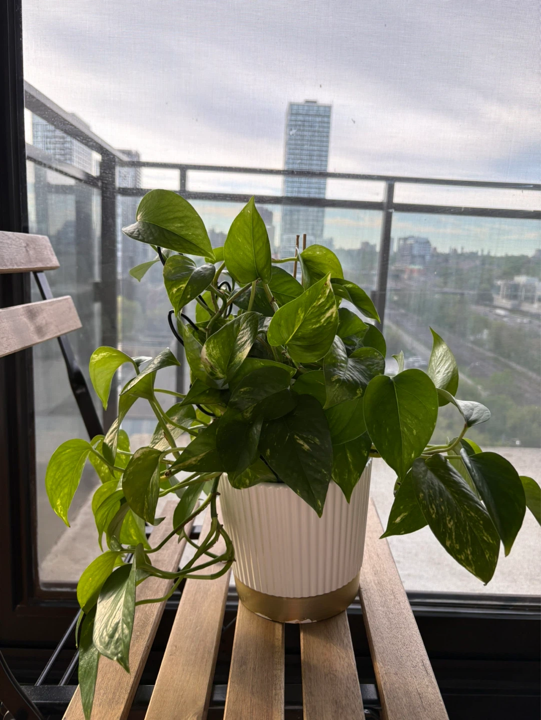 Pothos Plant in White and Gold Pot - photo 2