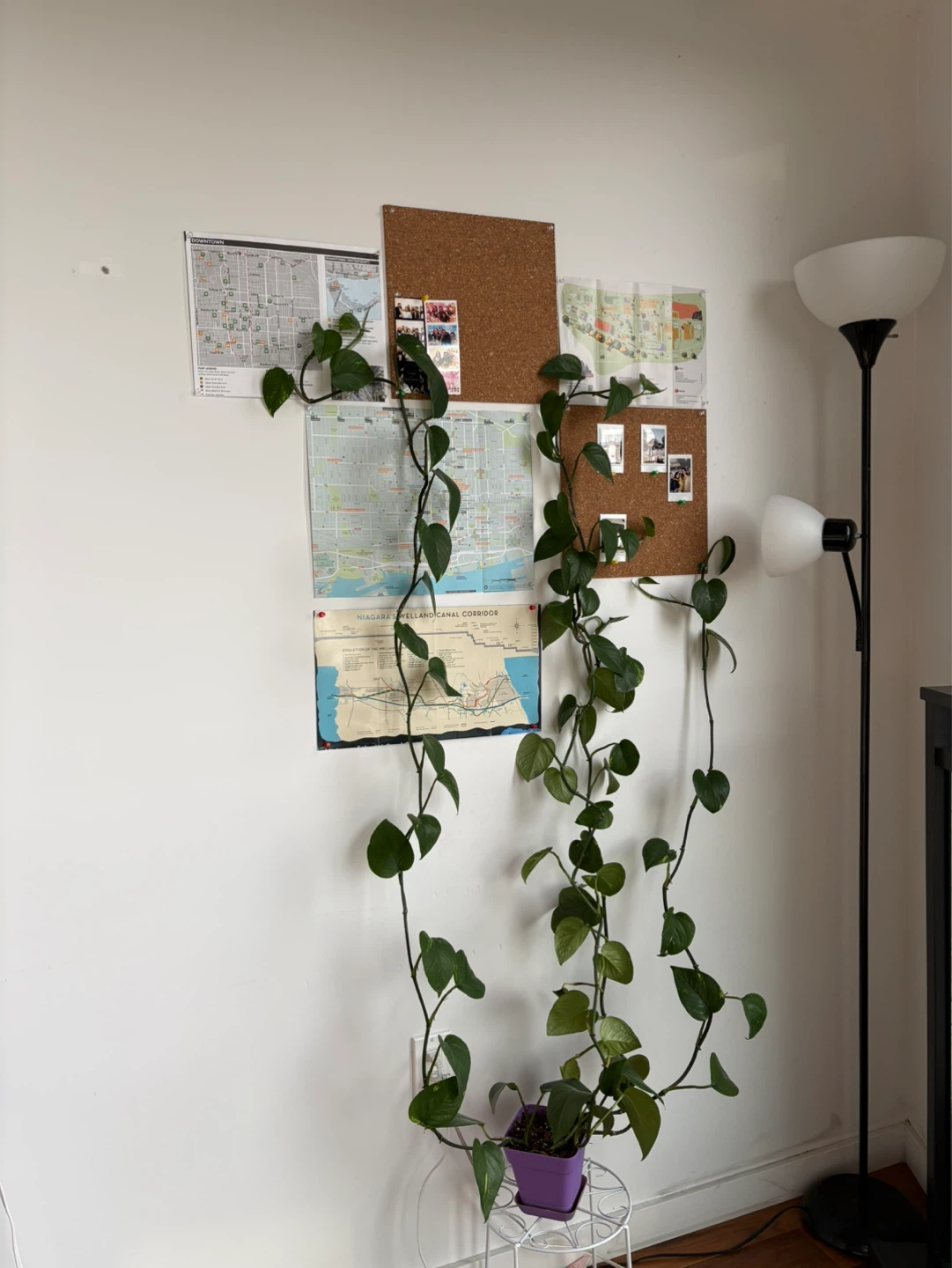 Pothos Plant in Purple Pot