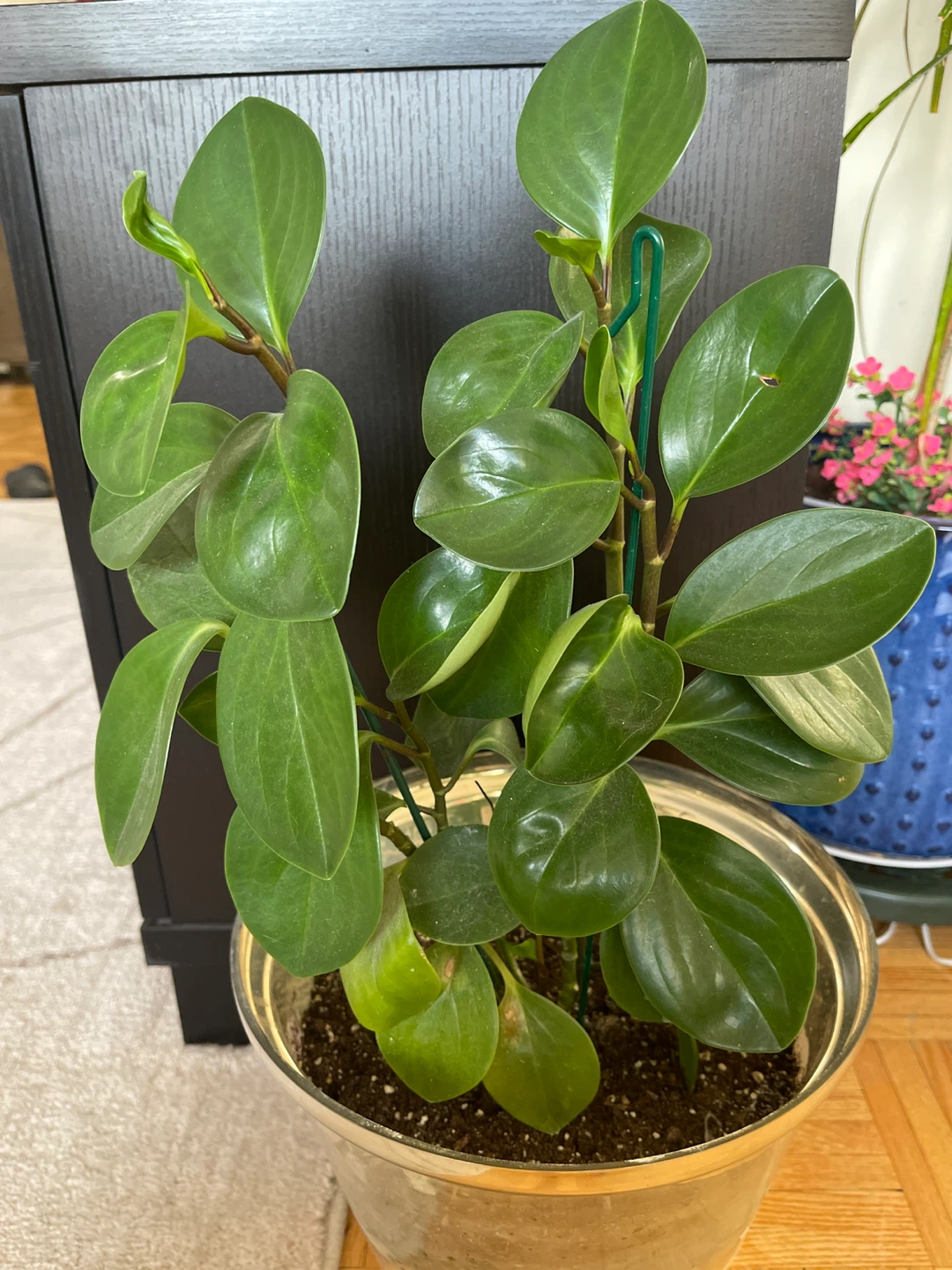 Peperomia Obtusifolia Plant