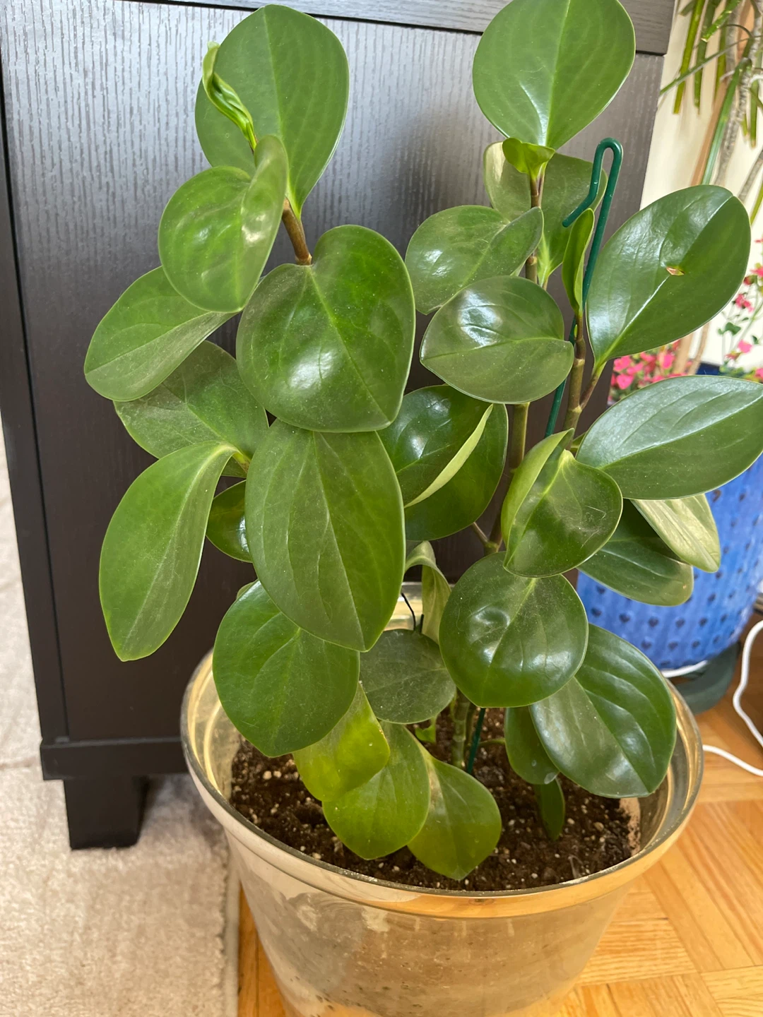 Peperomia Obtusifolia Plant - photo 2