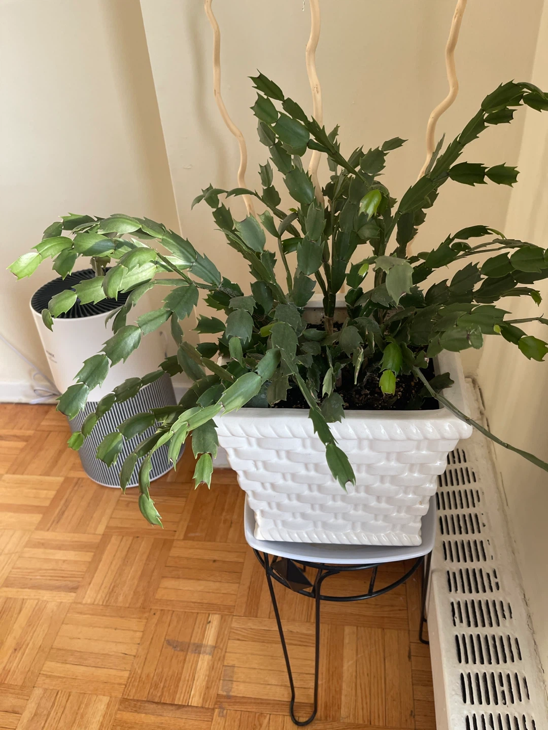 Christmas Cactus Plant in White Square Planter
