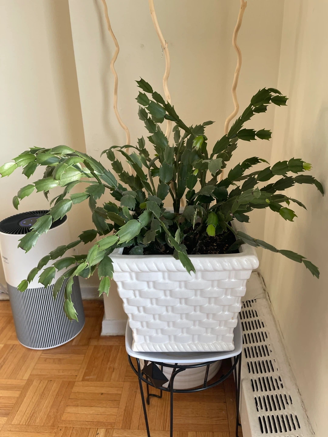 Christmas Cactus Plant in White Square Planter - photo 2