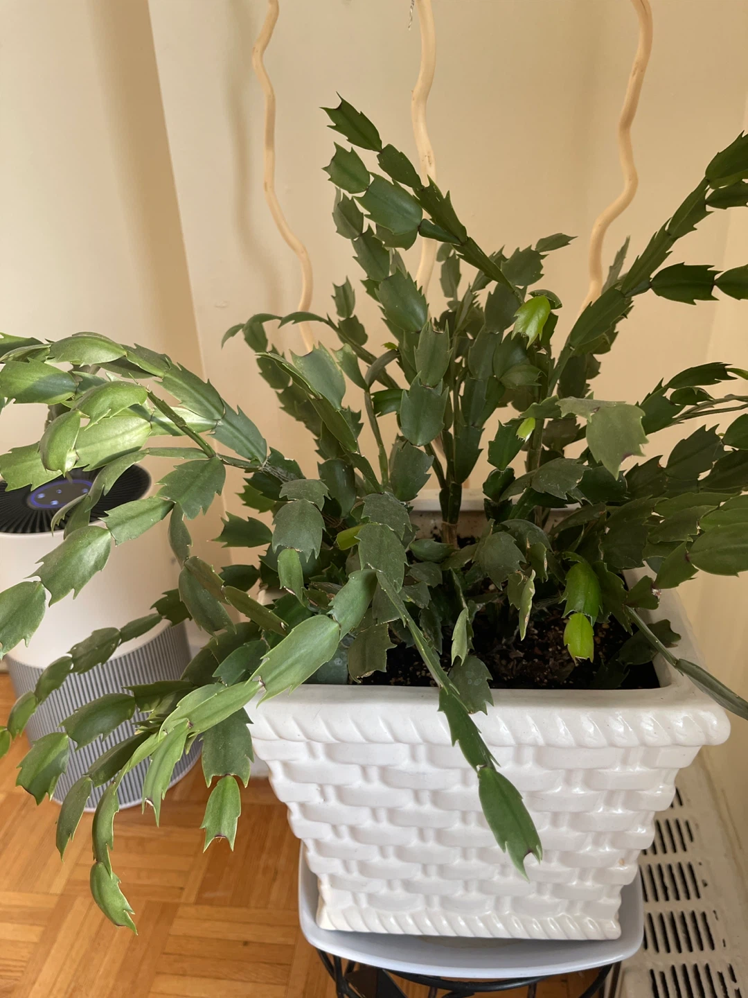 Christmas Cactus Plant in White Square Planter - photo 3