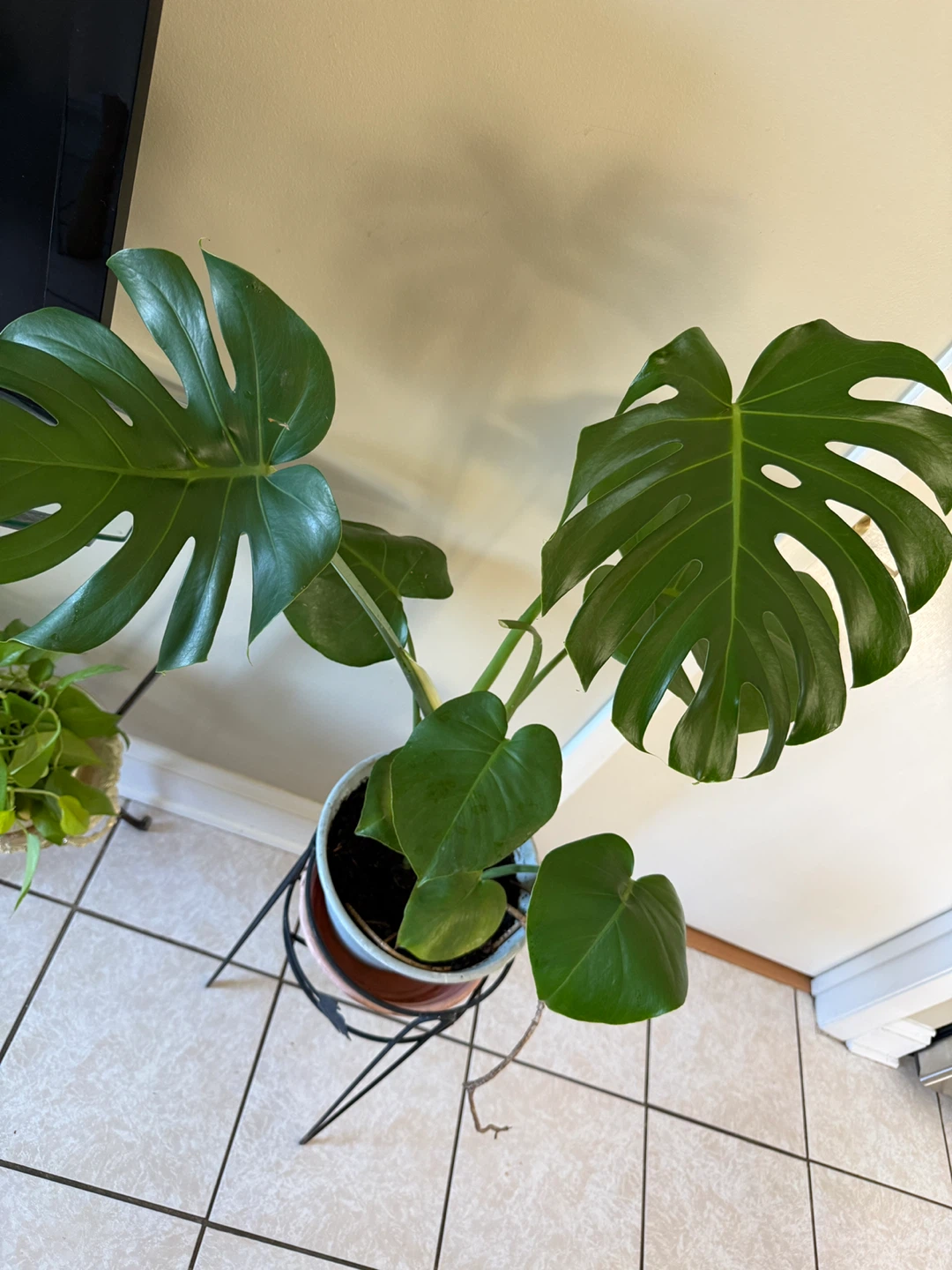 Monstera Deliciosa Plant - photo 2