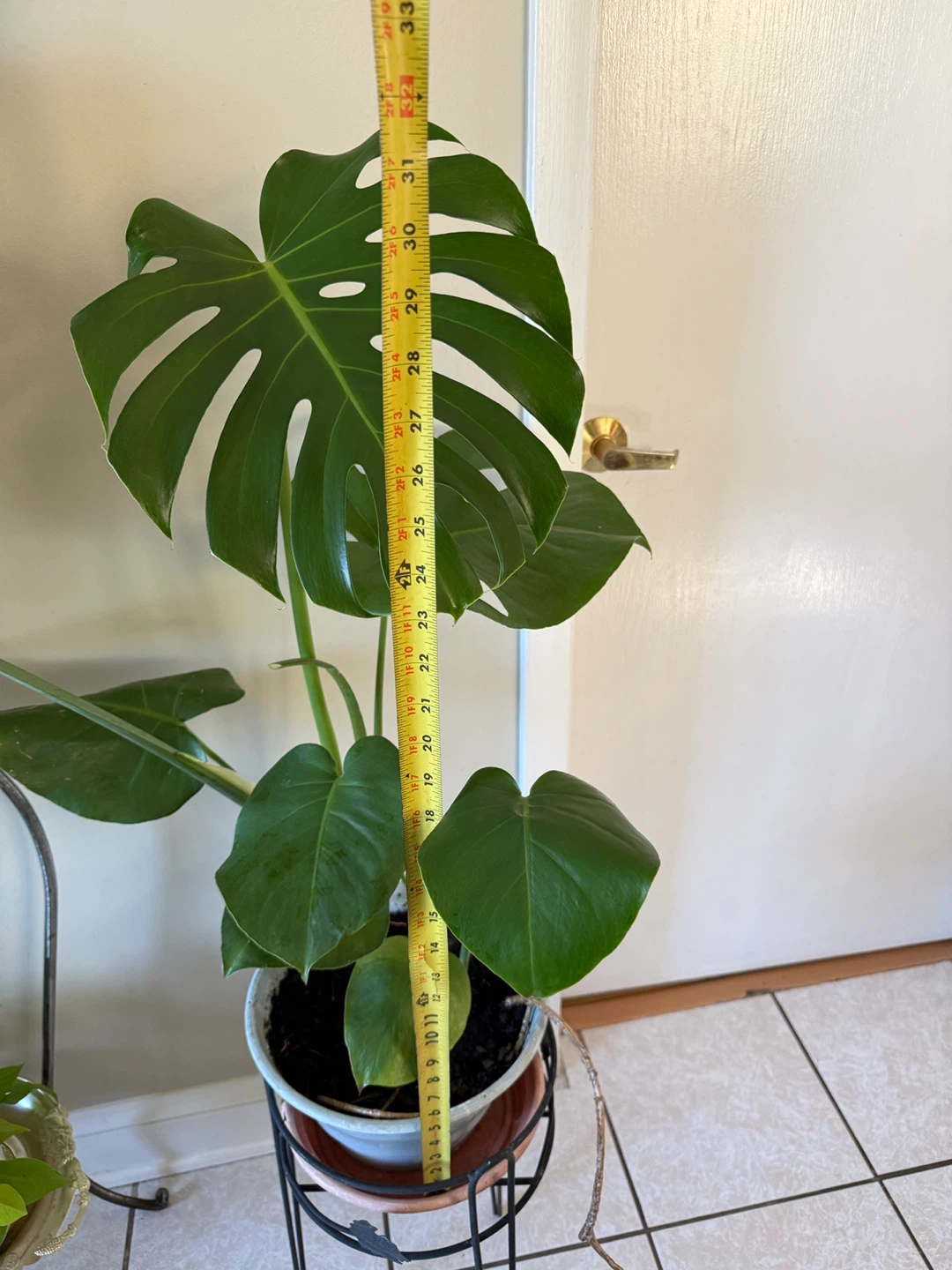 Monstera Deliciosa Plant - photo 3