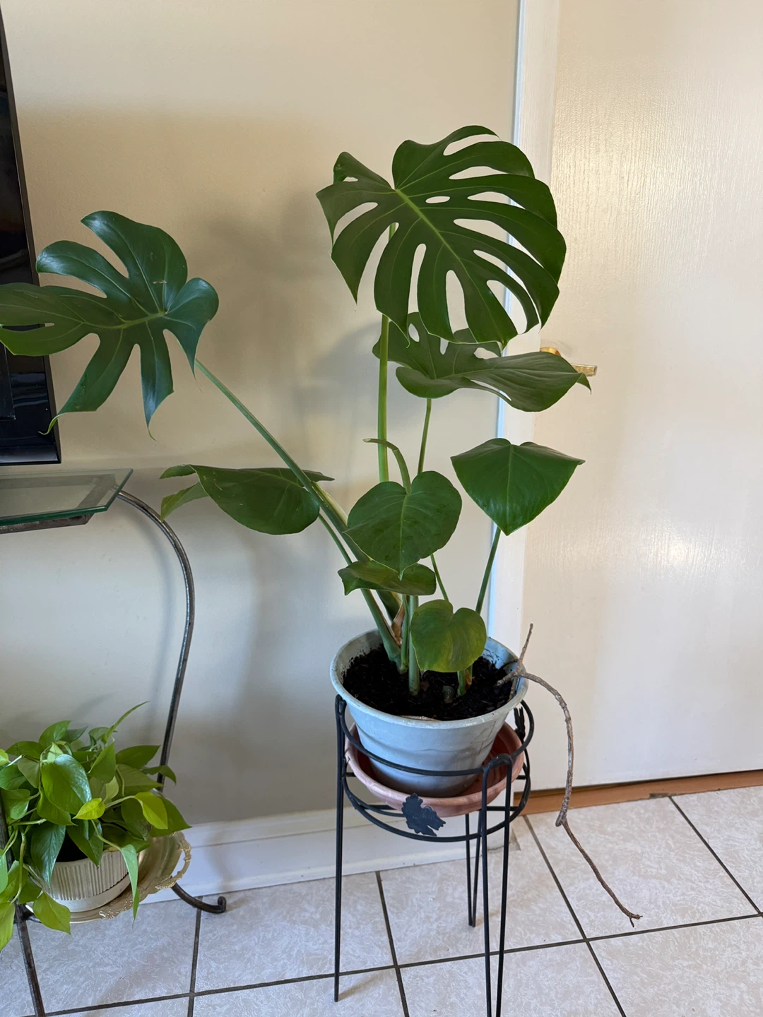 Monstera Deliciosa Plant