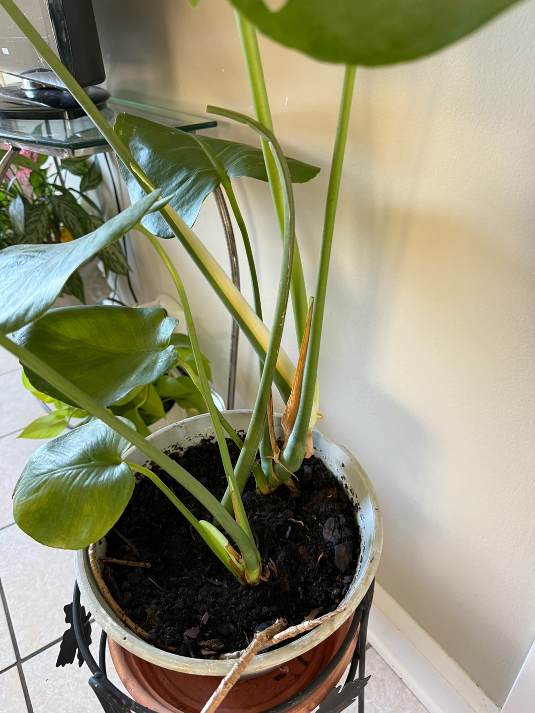 Monstera Deliciosa Plant - photo 4
