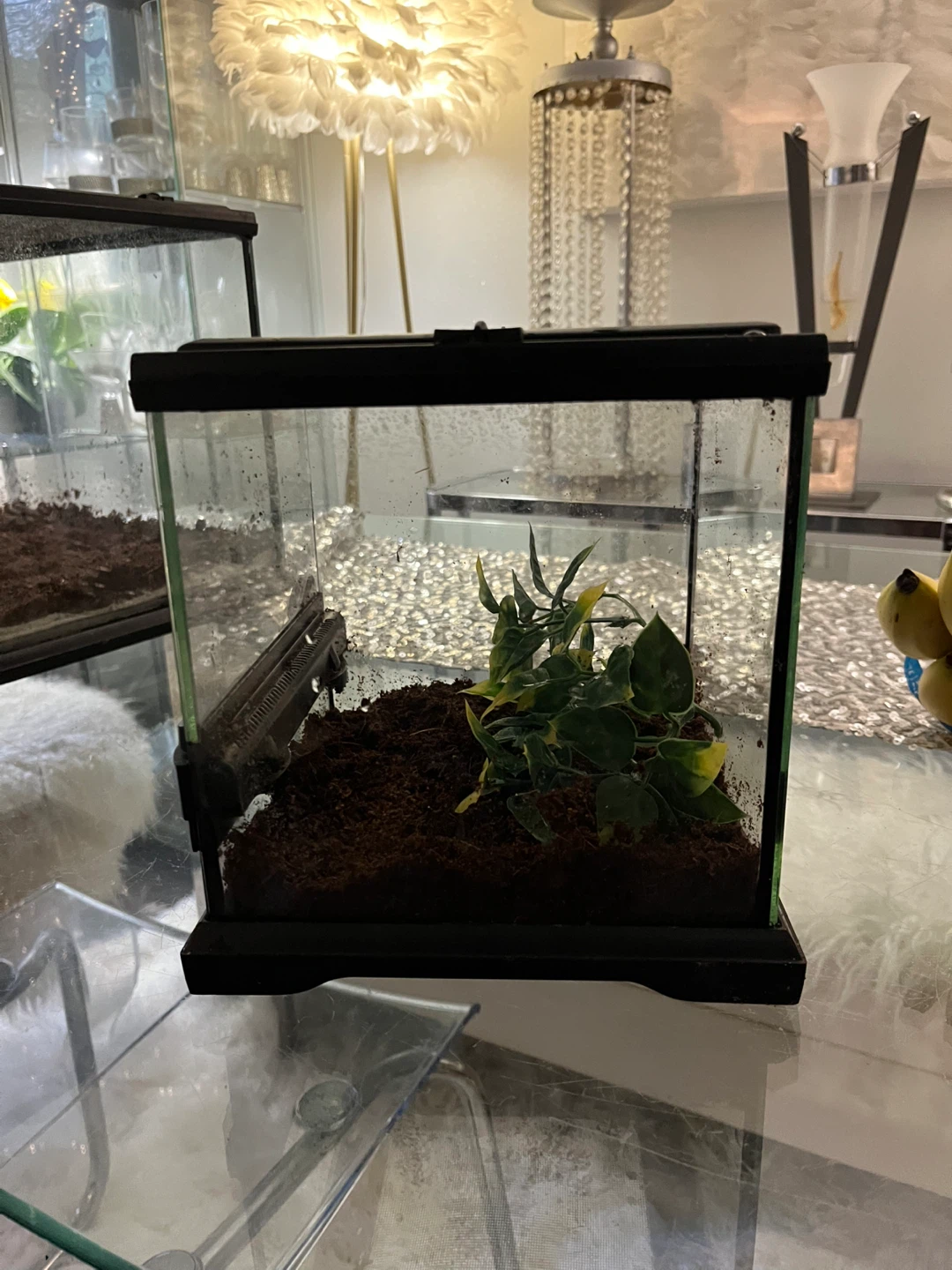 Lockable Eco Terra Terrarium 8x8x8 - photo 2