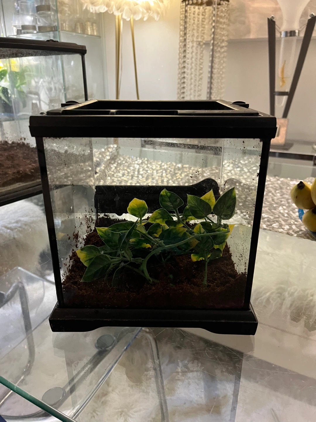 Lockable Eco Terra Terrarium 8x8x8 - photo 3