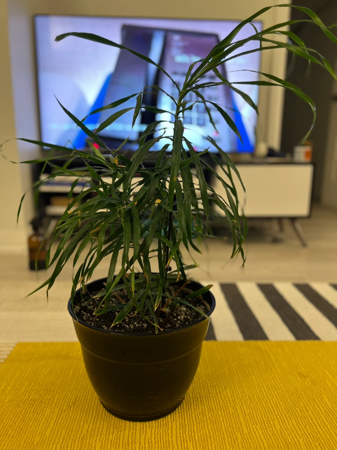 Dracaena in Black Pot