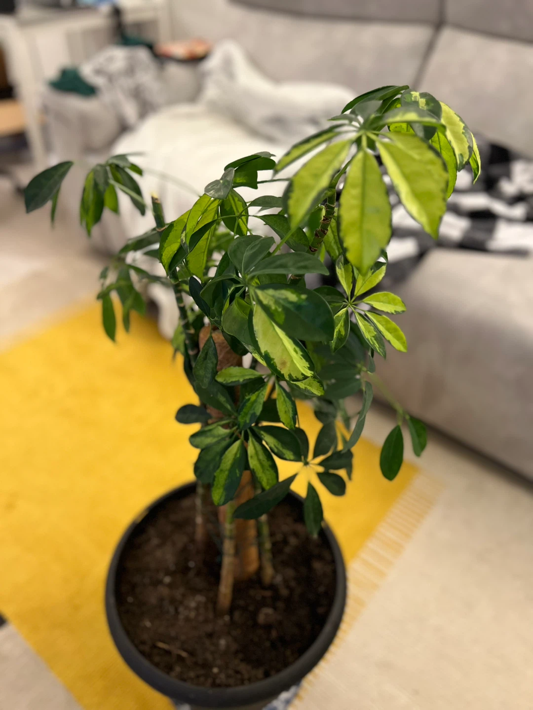 Dwarf Umbrella Tree (Schefflera) plant - photo 3