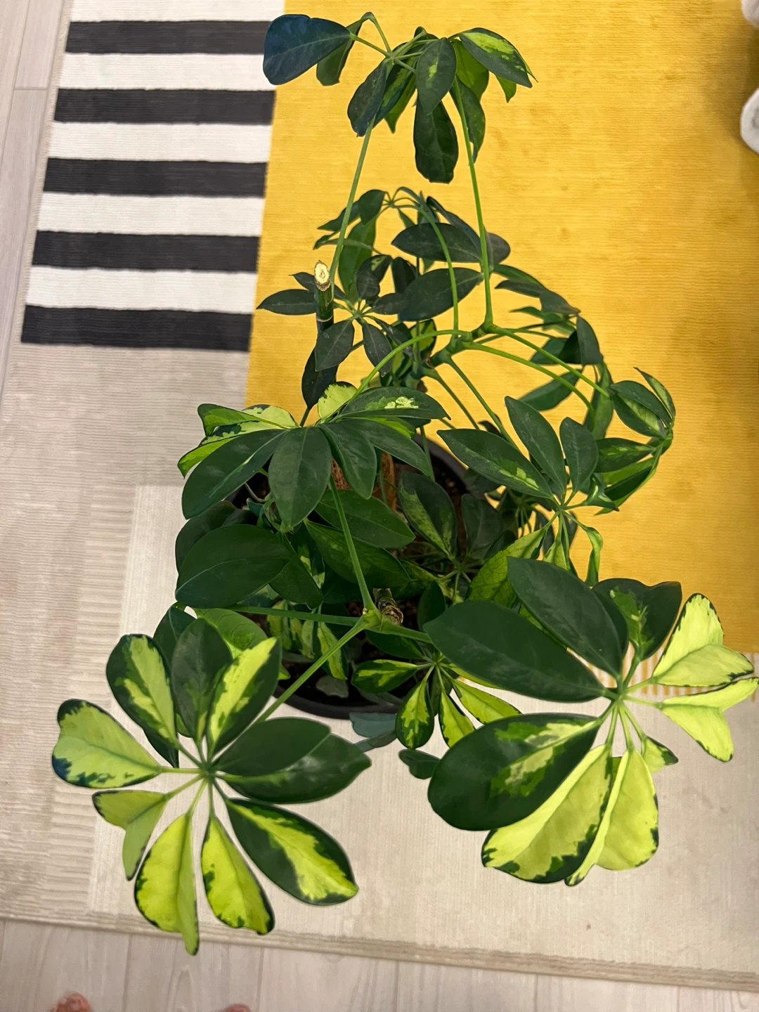 Dwarf Umbrella Tree (Schefflera) plant - photo 2