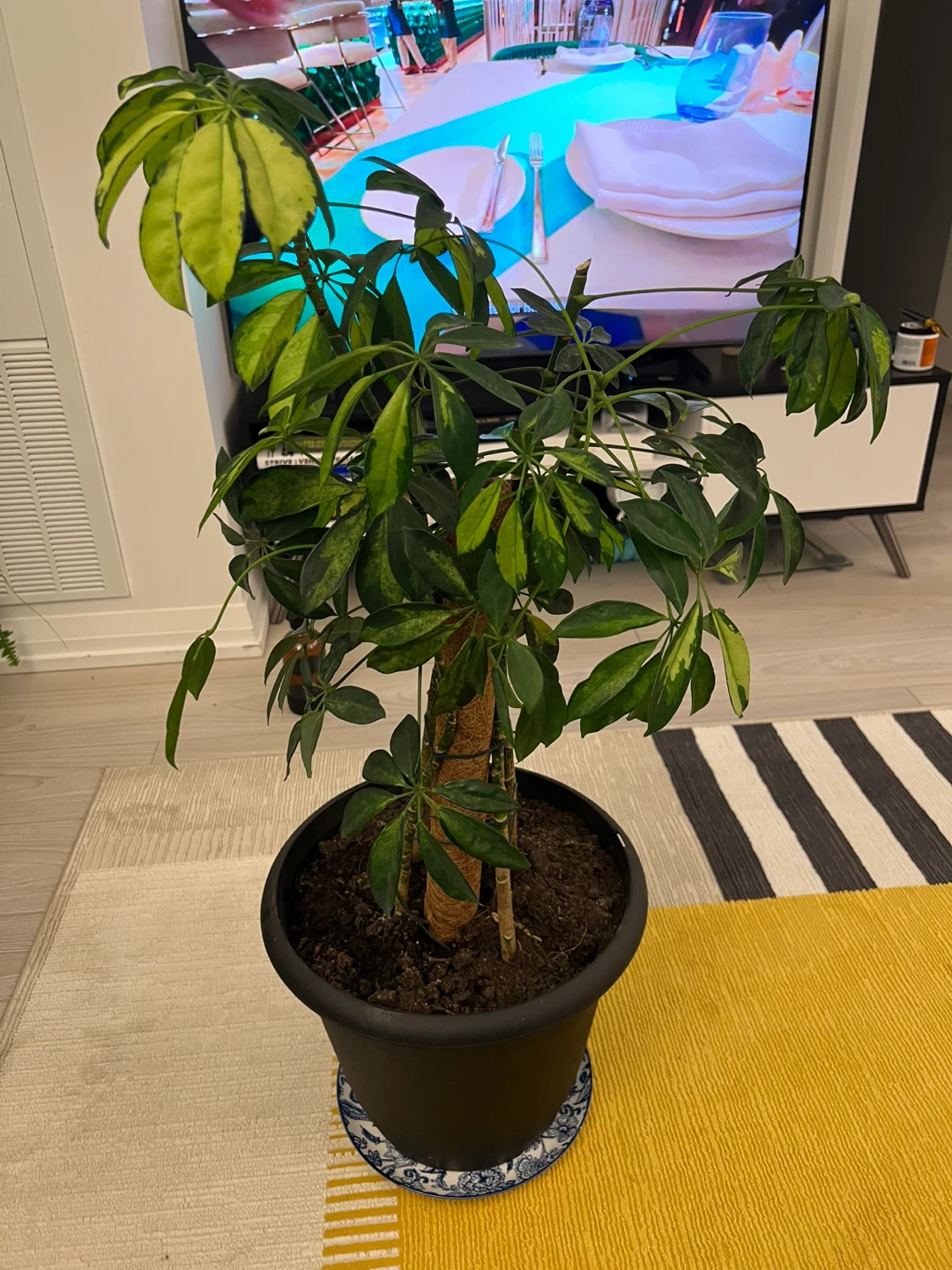 Dwarf Umbrella Tree (Schefflera) plant