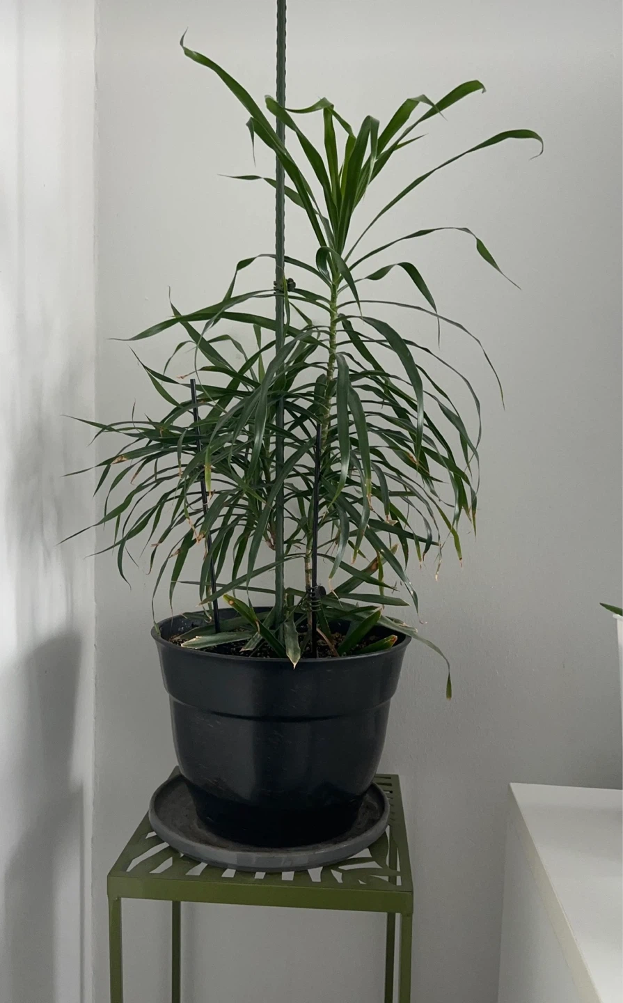 Dracaena in Black Pot - photo 2