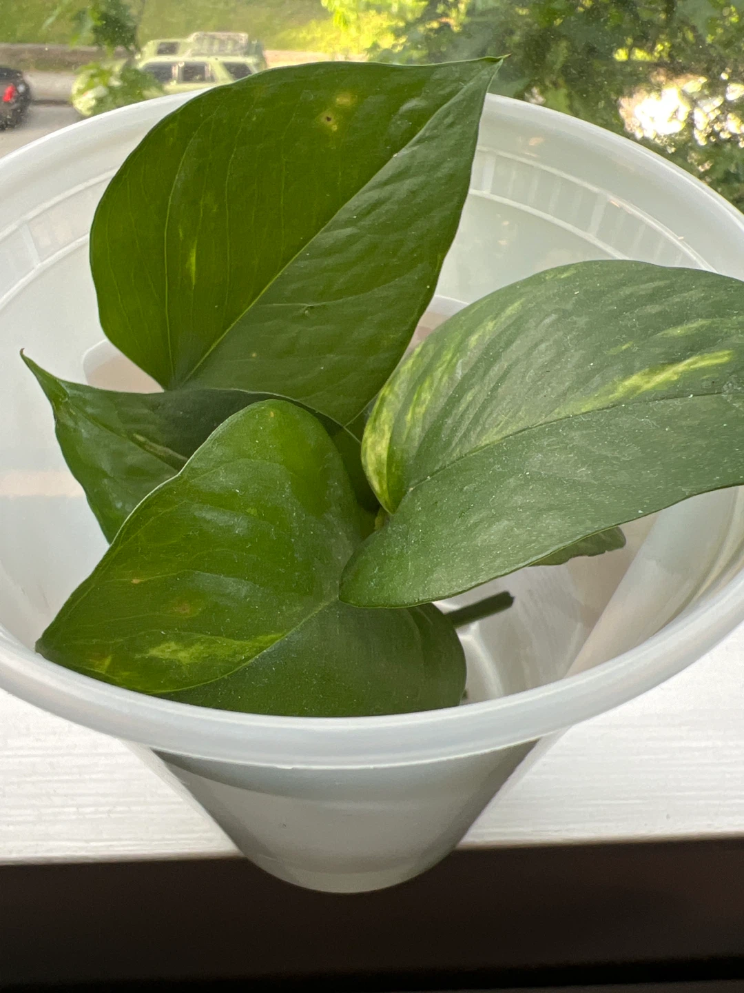 Pothos Plant Cuttings